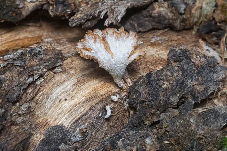 White fungus growing on burned wood