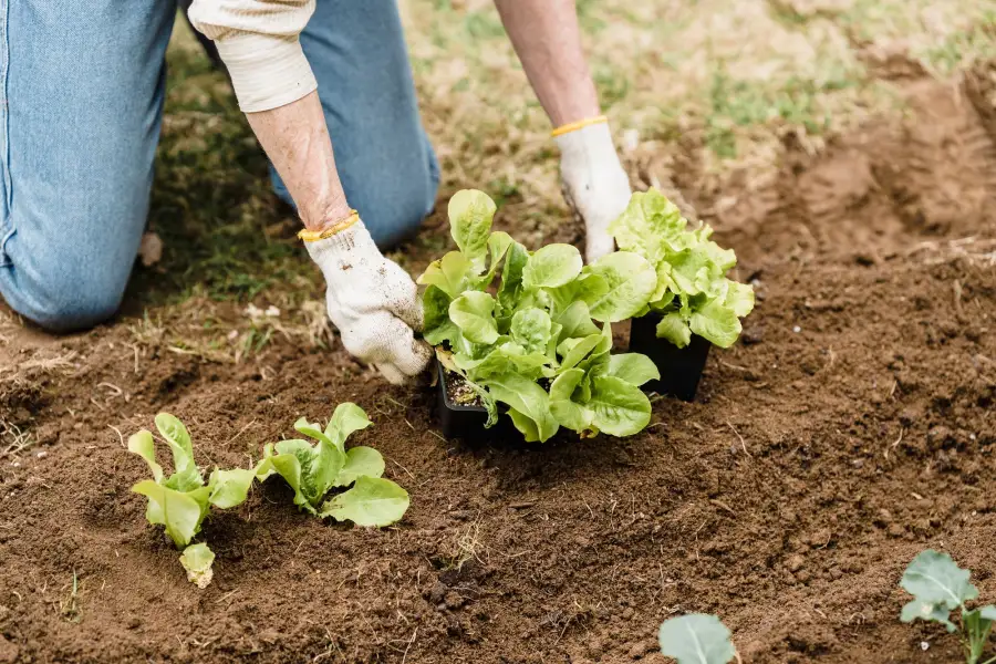 Gloved hands setting young plants into bare soil
