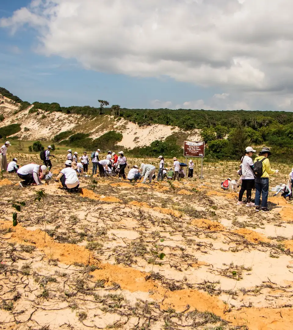 A group of volunteers planting on a bare sandy slope