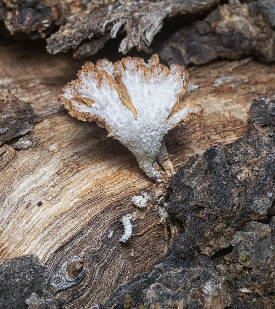 White fungus growing on burned wood