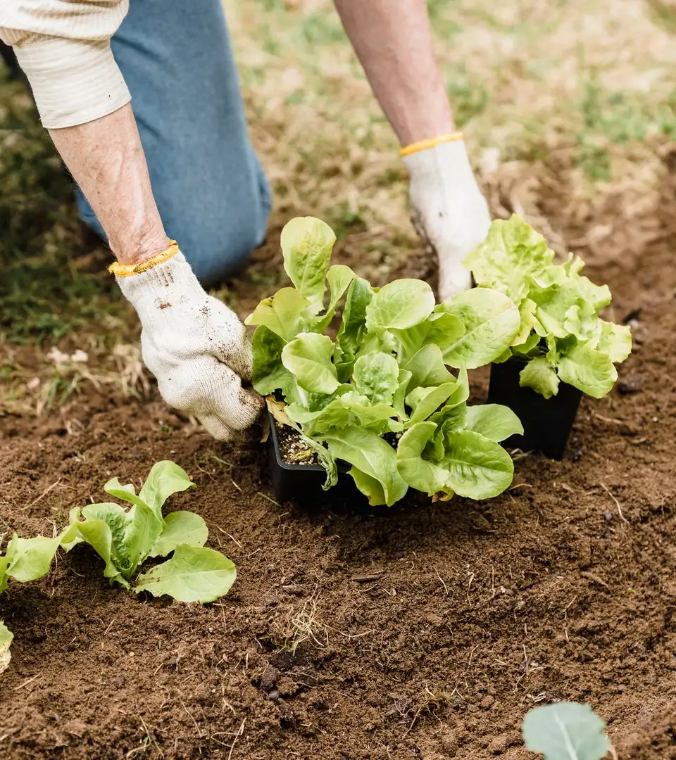 Gloved hands setting young plants into bare soil