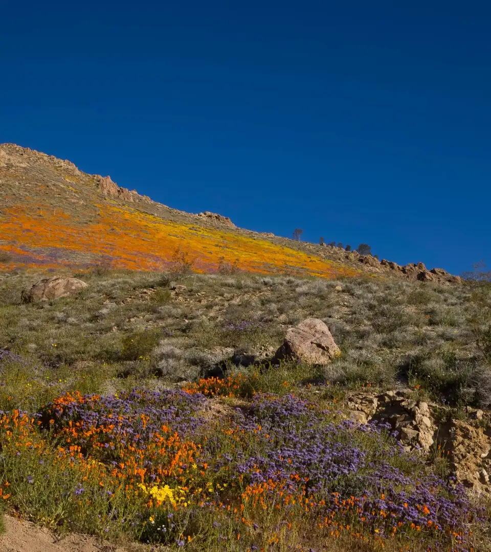 Wildflowers blooming on a dry hillside under a blue sky