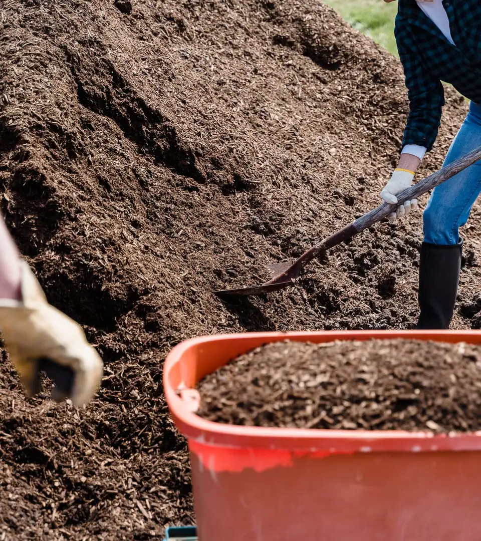 Two people shovelling dark compost into a wheelbarrow