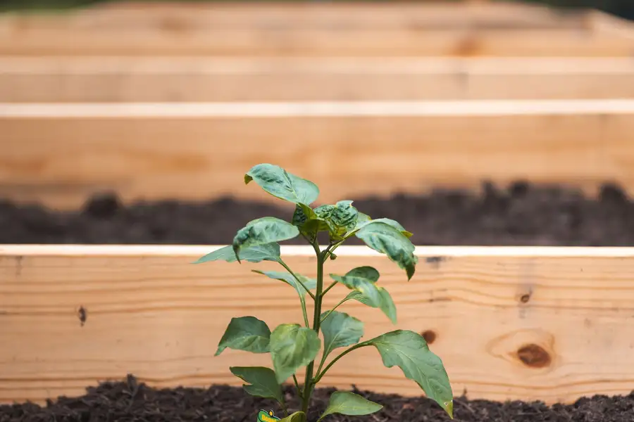 A young plant growing in a wooden raised bed