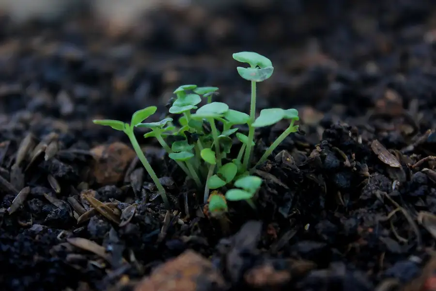 A green seedling in dark soil