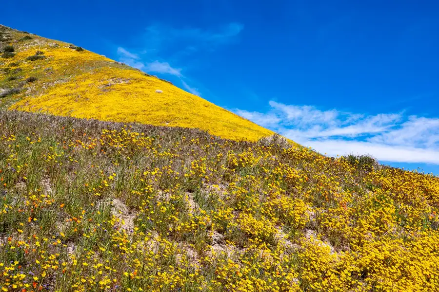 A hillside covered in yellow wildflowers