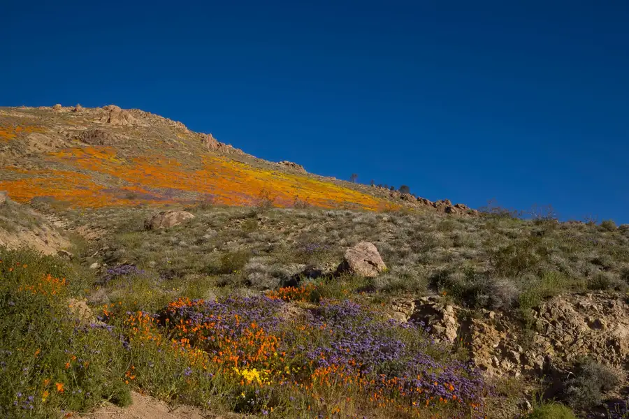 Wildflowers blooming on a dry hillside under a blue sky