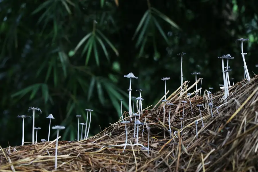Small white mushrooms growing out of a straw pile