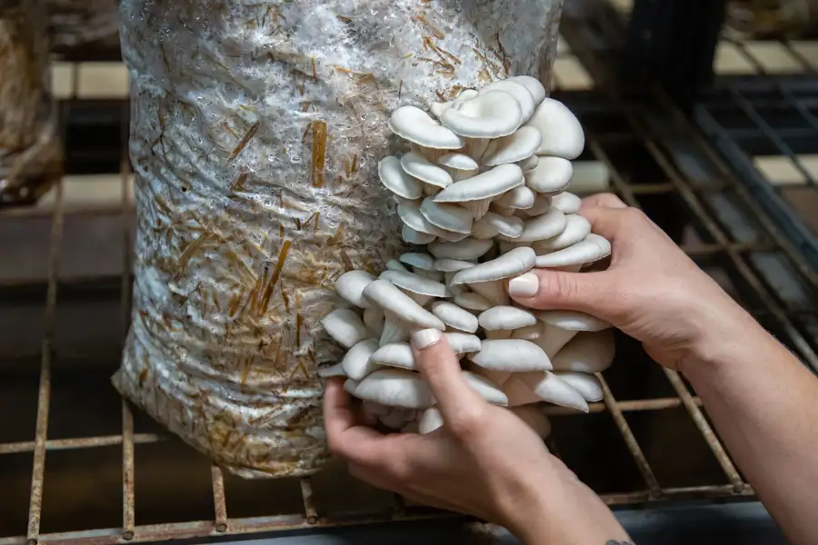 Hands picking oyster mushrooms from a grow bag