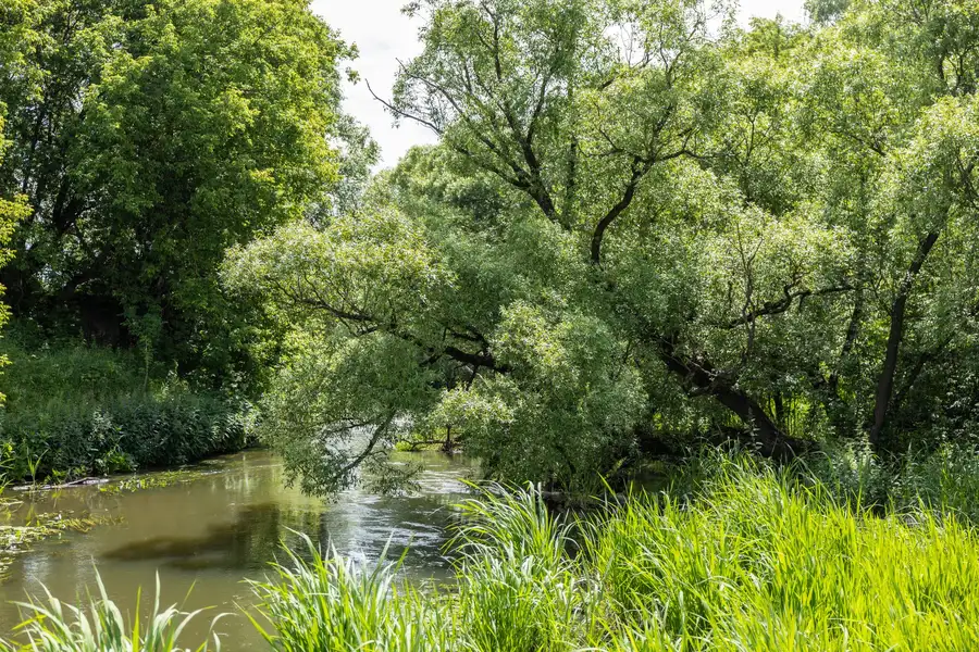 A slow river under willows and tall grass