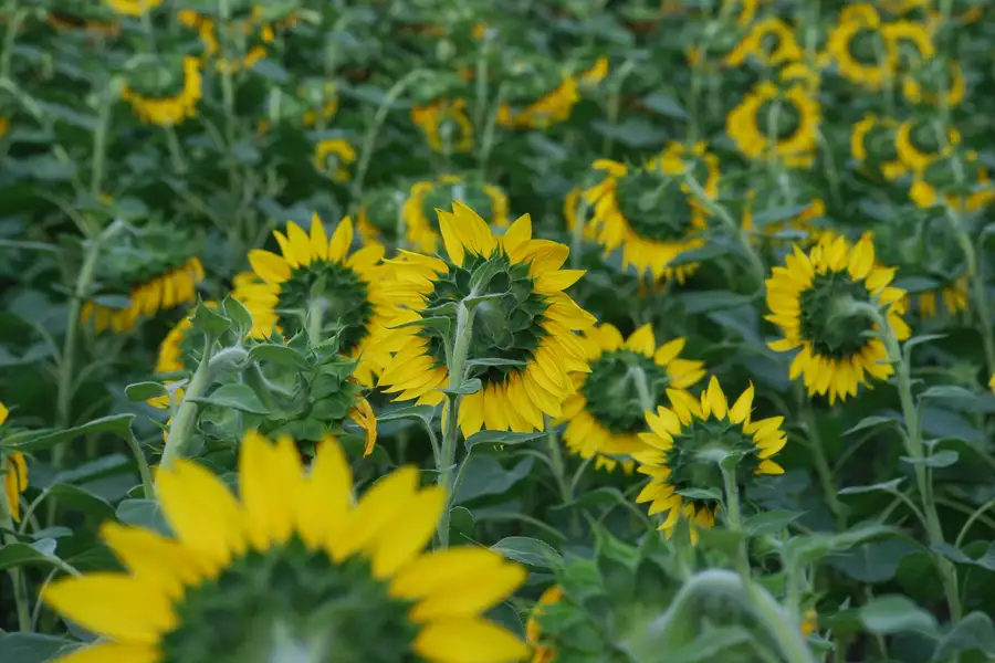 A field of sunflowers in full bloom