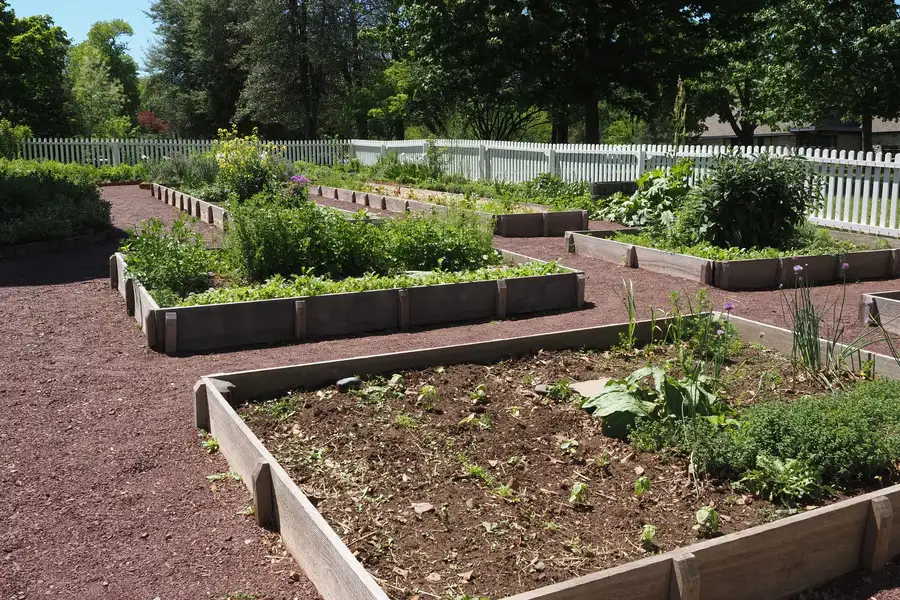 Raised garden beds in a community garden on a sunny day