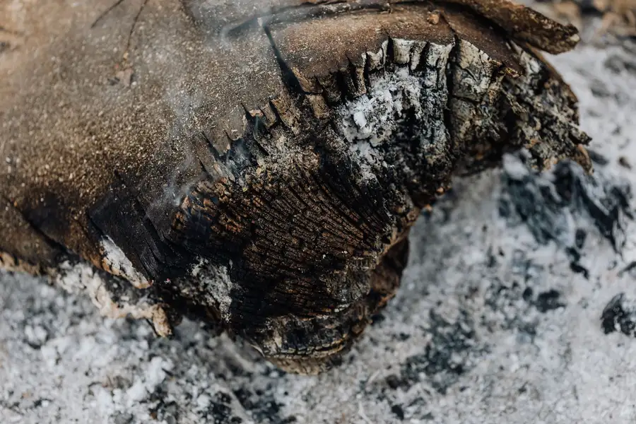 A charred log lying in grey ash