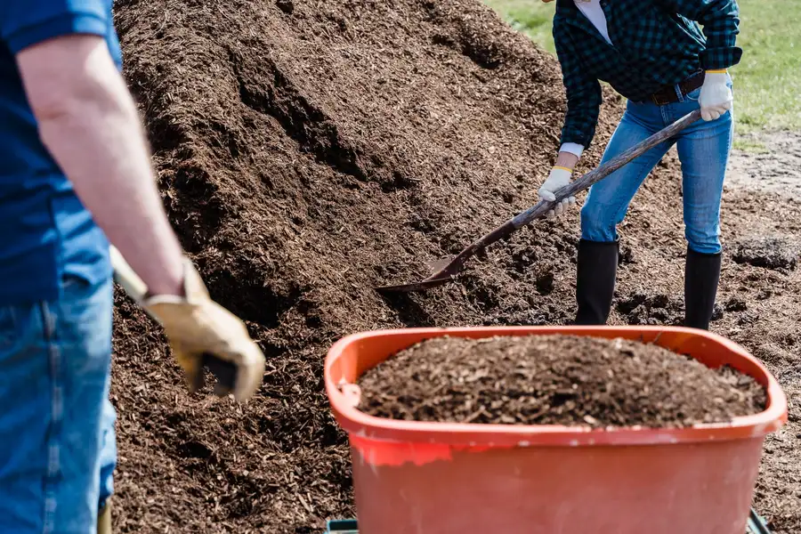 Two people shovelling dark compost into a wheelbarrow